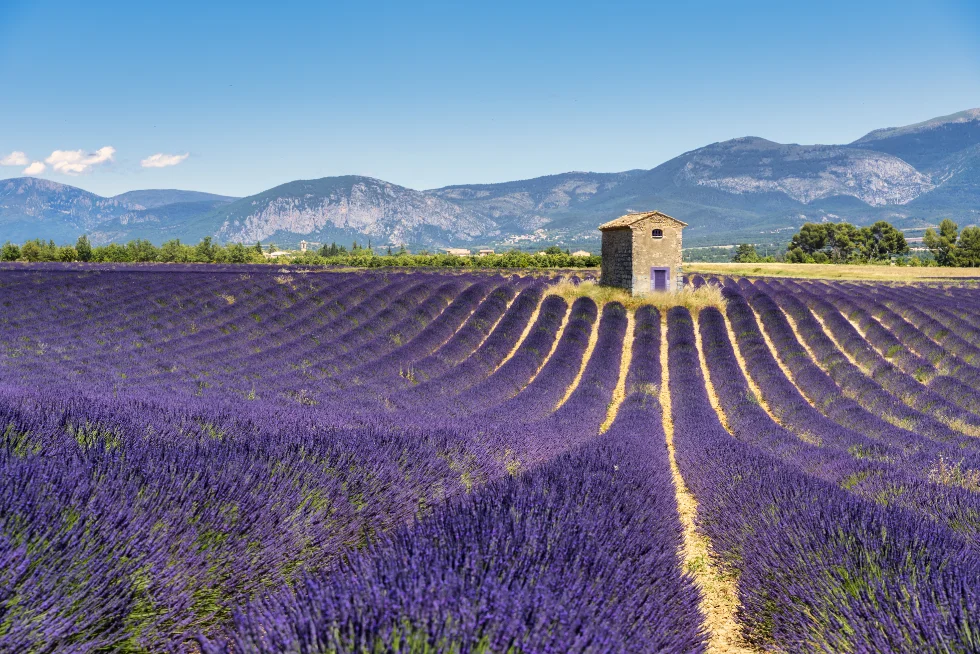 Wedding Planner en Provence